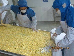 山東陽光農業 新季速凍甜玉米粒，出口品質與生物農藥技術雙擎驅動