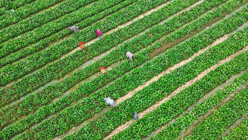 中國農科院加快選育良種與生物農藥技術研發，支撐種業振興